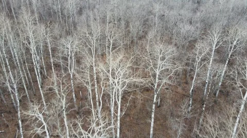 Drone aerial view looking down while moving forward of an autumn aspen forest Stock Footage 320409043