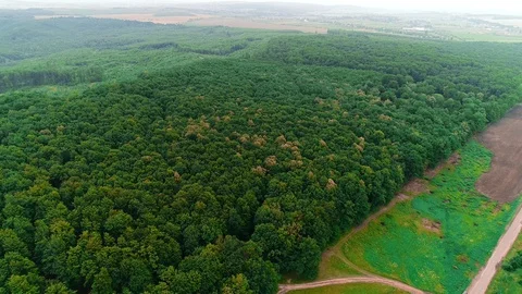 Drone aerial view of mixed forest between trees in sunny spring season and Video stock 109934484