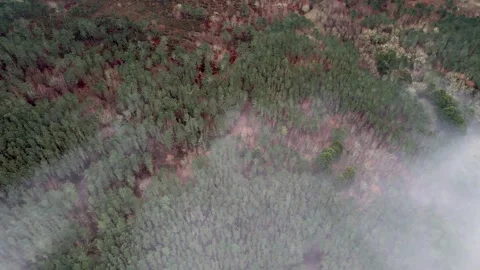 Drone aerial view of a mountain with pine trees and partial mist Stock Footage 300434433