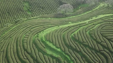 Drone aerial view of the oldest tea plantation in Europe at Gorreana farm field Stock Footage 125259268