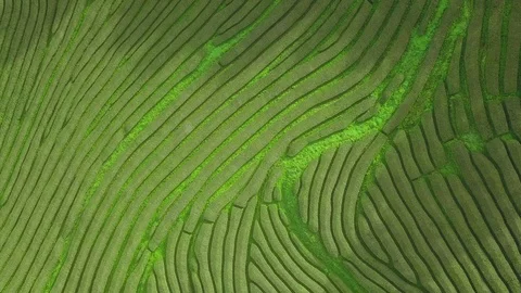 Drone aerial view of the oldest tea plantation in Europe at Gorreana farm field Stock Footage 125260778