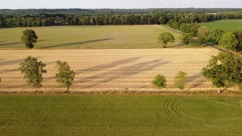 Drone aerial view over a corn field in summer Stockbeeldmateriaal 169261262