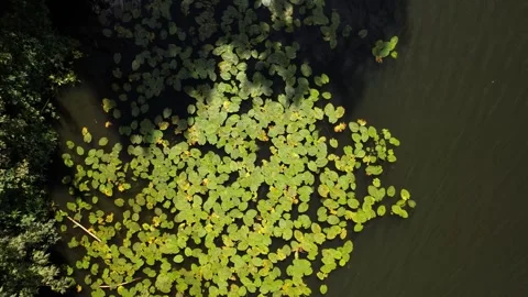 Drone aerial view over Havel river in Spandau-Berlin in summer Stock Footage 281502162