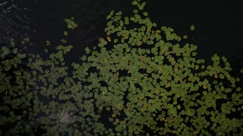 Drone aerial view over Havel river in Spandau-Berlin in summer Stock Footage 281502833