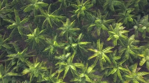 Drone aerial view of palm trees of acai berry fruit in Amazon. 4K Stock Footage 158705078