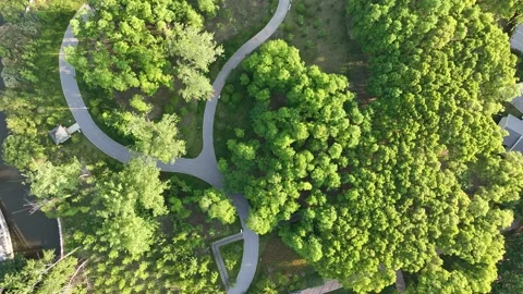 Drone aerial view of path and trees in the park Vídeos de archivo 195089545