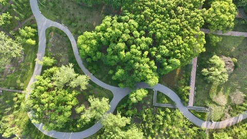Drone aerial view of path and trees in the park Vídeos de archivo 195089621