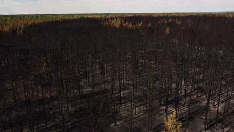 Drone aerial view of a pine forest after a forest fire Stock Footage 165190963