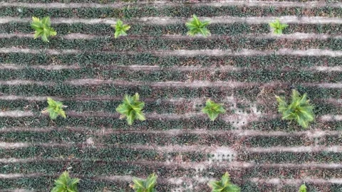 Drone aerial view of pineapple farm rows with palm trees 스톡 동영상 332599653