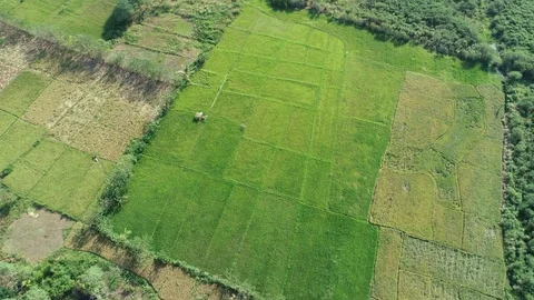 Drone aerial view an reveal of green ricefields indonesia Stock Footage 89856341