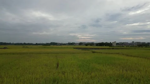 Drone Aerial View of Rice Fields, Farm, Cloudy, 4K Video stock 252043299
