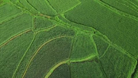 Drone Aerial View of Rice Fields Stock Footage 317634338