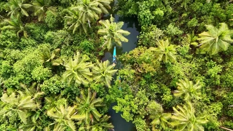 Drone Aerial view of river tropical jungle coconut palm trees in Siargao Island Stock Footage 302849909