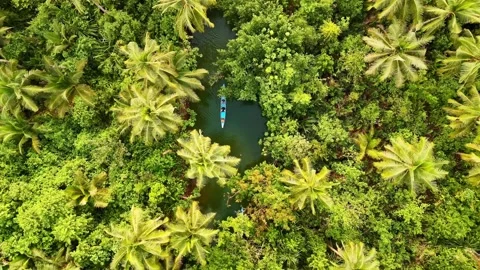 Drone Aerial view of river tropical jungle coconut palm trees in Siargao Island 動画素材 302849949