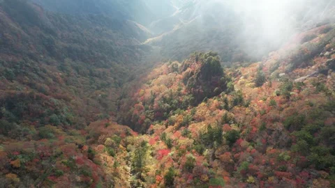 Drone Aerial View of Sea of Clouds and Autumn Foliage in Ishizuchi Mountains Video stock 344537742