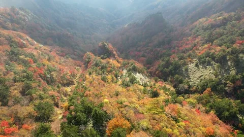 Drone Aerial View of Sea of Clouds and Autumn Foliage in Ishizuchi Mountains Video stock 344538230