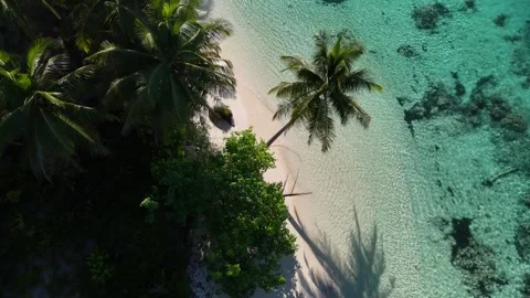 Drone Aerial View spinning over Coconut Tree Indonesia Video stock 330474423