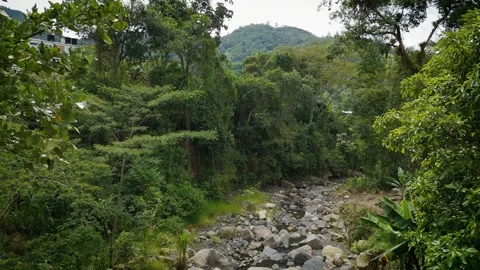 Drone aerial view of stone pathway surrounded by dense green vegetation Stock Footage 316112041