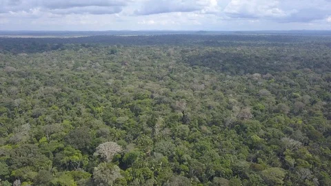 Drone aerial view of top trees in the Amazon Rainforest in Brazil. Stock Footage 128001368