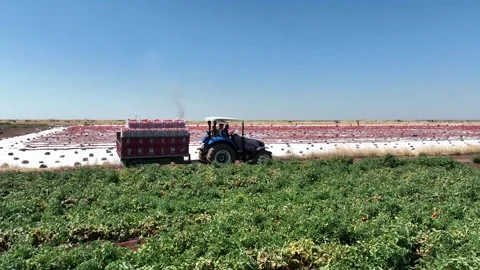 Drone Aerial View of Tractor Carrying Tomatoes in the Field, June 15, 2023, Video stock 336611045