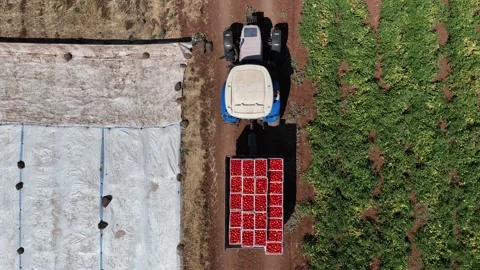 Drone Aerial View of Tractor Carrying Tomatoes in the Field, June 15, 2023, Video stock 336611077