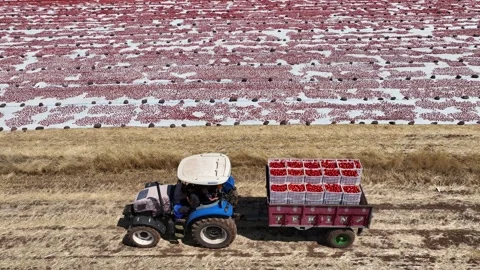 Drone Aerial View of Tractor Carrying Tomatoes in the Field, June 15, 2023, Video stock 336611080