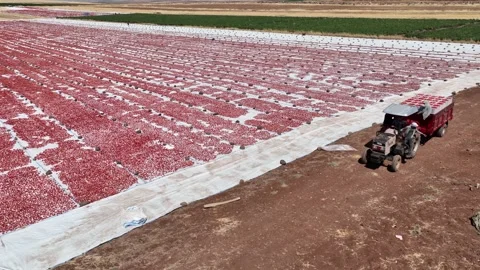 Drone Aerial View of Tractor Carrying Tomatoes in the Field, June 15, 2023, Video stock 336611091