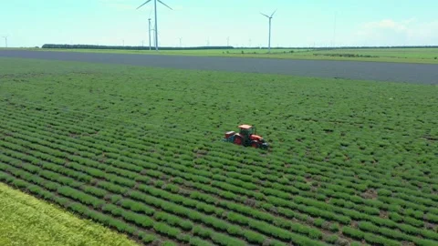 Drone Aerial view, tractor working on a violet lavender field. Stock Footage 229485817