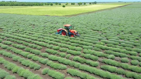 Drone Aerial view, tractor working on a violet lavender field Stock Footage 253818931