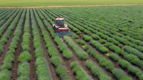 Drone Aerial view, tractor working on a violet lavender field. Stock Footage 258817499