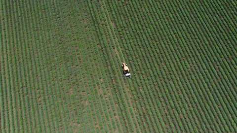 Drone Aerial view, tractor working on a violet lavender field. Stock Footage 259470158