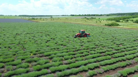 Drone Aerial view, tractor working on a violet lavender field. Stock Footage 264874596