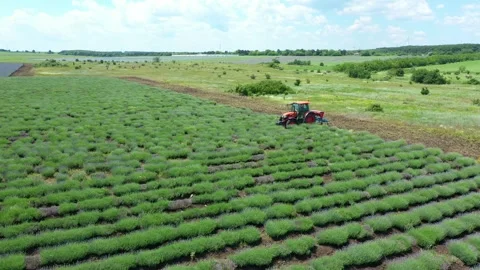 Drone Aerial view, tractor working on a violet lavender field. Stock Footage 265220171