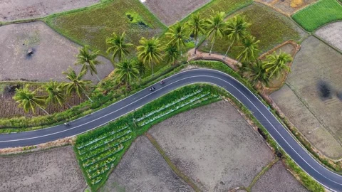 Drone Aerial View of Traffic on Winding S Curve Country Road with Coconut Trees Stock Footage 346008210