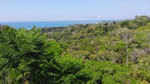 Drone aerial view of tree top, overlooking tropical jungle and the ocean Video stock 154348789