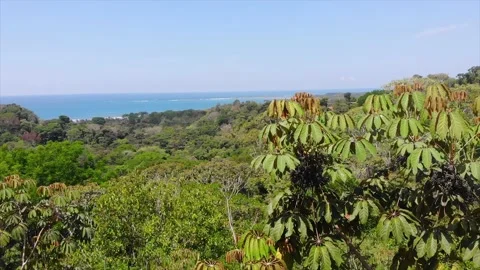 Drone aerial view of tree top, overlooking tropical jungle and the ocean Video stock 154351260