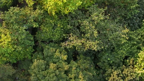 Drone / Aerial VIew of Trees Stockbeeldmateriaal 311963605