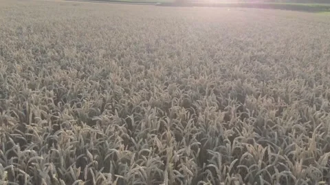 Drone aerial view video of rye field closeup Stock Footage 201442782