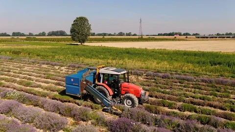 Drone aerial view of a violet lavender field during the harvest Stock Footage 124256784