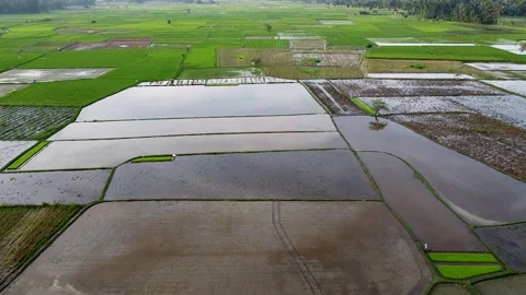 Drone Aerial View of Wide Green and Flooded Rice Fields Landscape Stock Footage 345945384