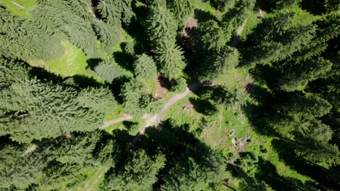 Drone Aerial View of a Winding Forest Path in the Austrian Alps During Summer Stock Footage 333627692