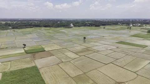 Drone Aerial View of Young Rice Seedlings in Rural Bangladesh Farmland Stock-Footage 345712002