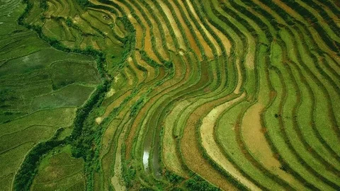 Drone agricultural rice fields plantation green cascade terraces details harvest Stock Footage 106985124