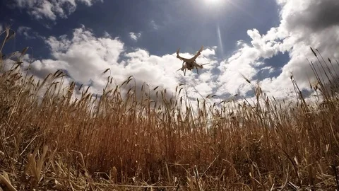 Drone for agriculture. Stock Footage 77092531
