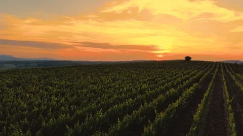 Drone in the air Stock Footage 90487467