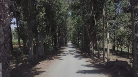Drone Along the Forest Path Between the Trees Stock Footage 133024478