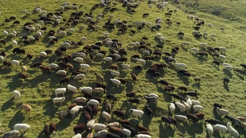 Drone alpine hills sheeps ewe rams mutton herd flock pasture grazing Switzerland Stock Footage 153528888