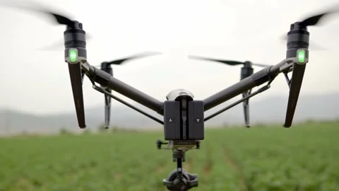 Drone among potato plants. Stock Footage 154332260