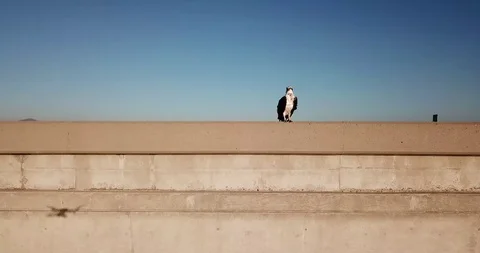 Drone And Bird Stock Footage 123452139