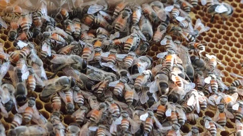 Drone and worker bees on honeycomb Stock Footage 129303862